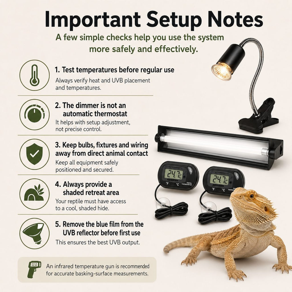 Bearded dragon starter kit setup and safety notes